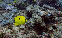 Chaetodon interruptus