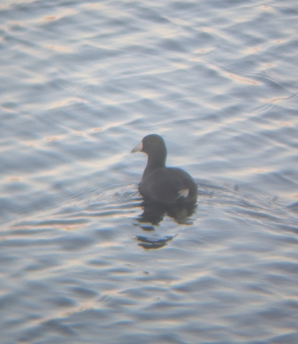 Fulica americana observed 2026-10-29