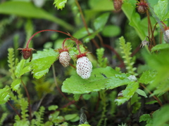 Fragaria pentaphylla