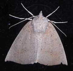 Mnesampela heliochrysa