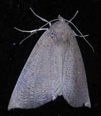 Mnesampela heliochrysa