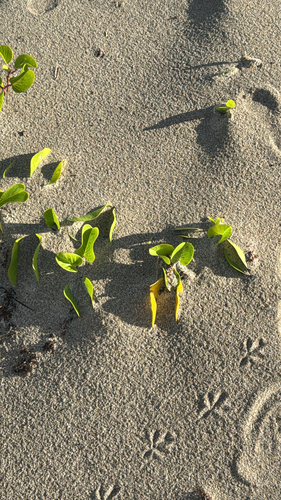 Ipomoea pes-caprae observed 2026-10-29