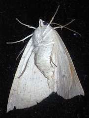 Mnesampela heliochrysa