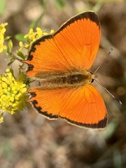 Lycaena ottomanus