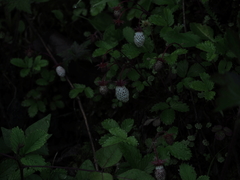 Fragaria pentaphylla