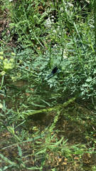 Calopteryx xanthostoma