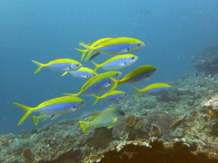 Caesio xanthonota