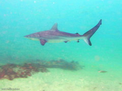 Carcharhinus obscurus