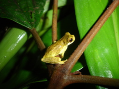 Dendropsophus microps