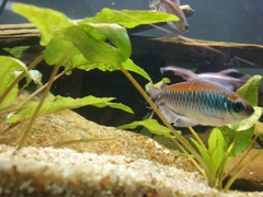 Phenacogrammus interruptus