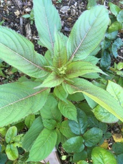 Impatiens glandulifera