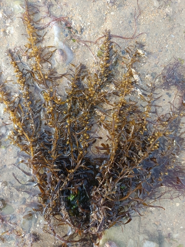 Sargassum observed 2026-10-29