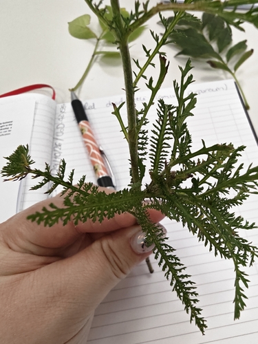Achillea millefolium observed 2026-10-29