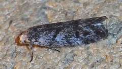 Lichenaula onychotypa