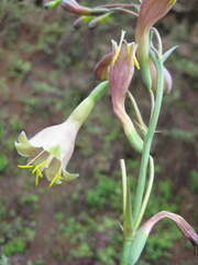 Prochnyanthes mexicana