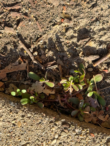 Portulaca oleracea observed 2026-10-29
