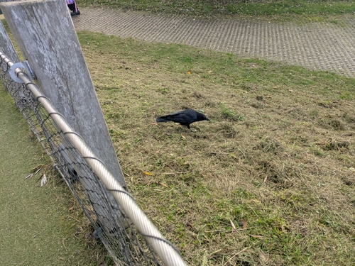 Corvus observed 2026-10-29