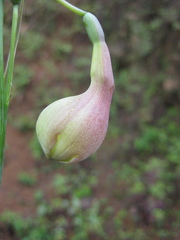 Prochnyanthes mexicana