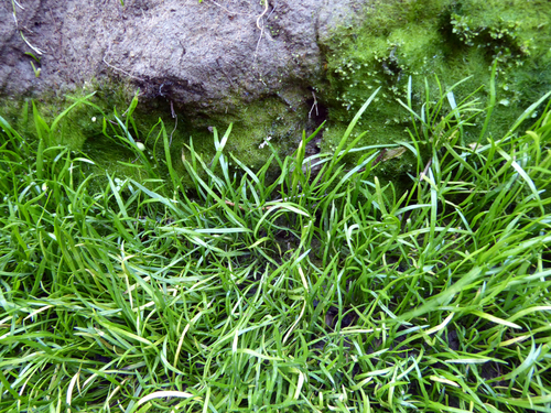 Lilaeopsis minor, photograph 6