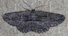 Scioglyptis canescaria
