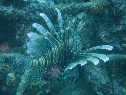 Pterois volitans observed 2026-10-29