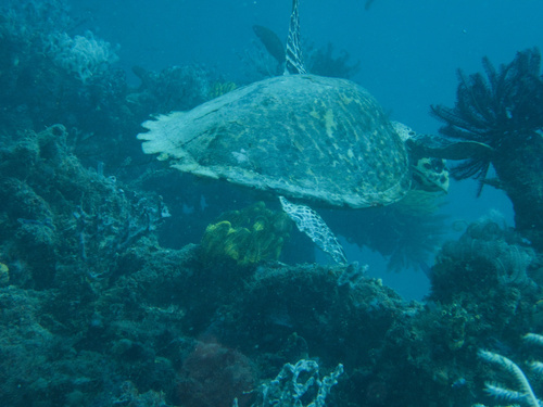Eretmochelys imbricata observed 2026-10-29