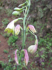 Prochnyanthes mexicana