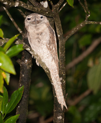 Podargus papuensis