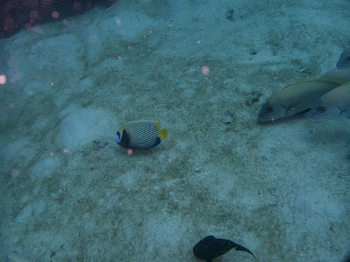 Pomacanthus imperator observed 2026-10-29