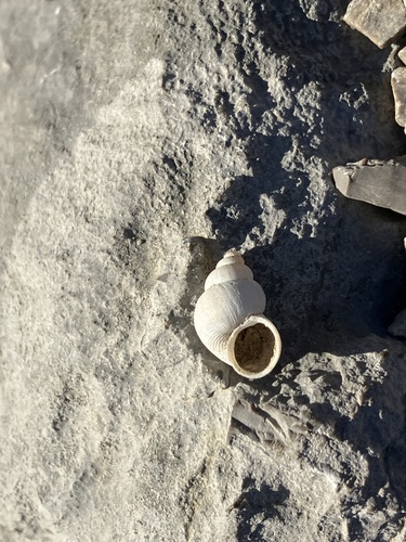 Littorina observed 2026-10-29