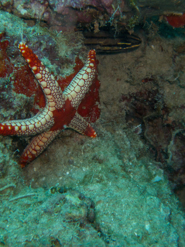 Fromia monilis observed 2026-10-29