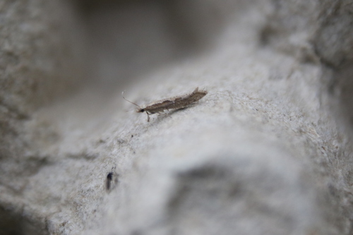 Plutella xylostella observed 2026-10-29
