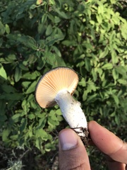Entoloma medianox