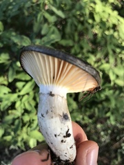 Entoloma medianox