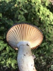 Entoloma medianox