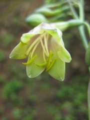 Prochnyanthes mexicana