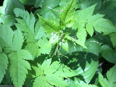 Osmorhiza purpurea