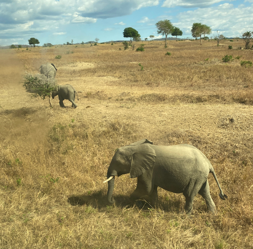 Loxodonta africana photograph by the iNaturalist community