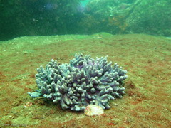 Capnella gaboensis