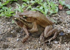 Ornate Forest Toad photo 3