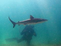 Carcharhinus obscurus