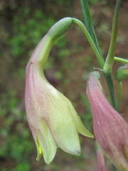 Prochnyanthes mexicana