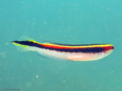 Trachinops taeniatus