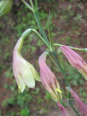Prochnyanthes mexicana