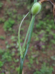 Prochnyanthes mexicana