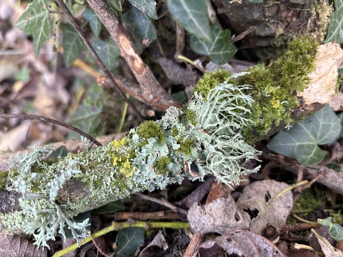 Ramalina observed 2026-10-29