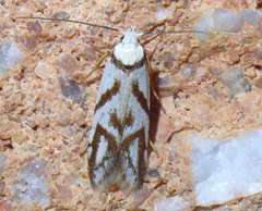 Oxythecta acceptella