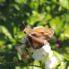 Polites vibex catilina