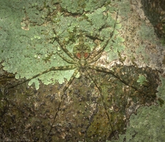 Tamopsis brisbanensis