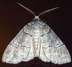 Smyriodes aplectaria